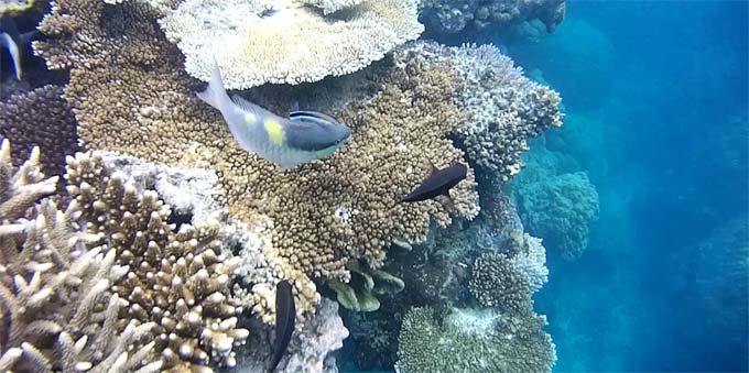 Cairns-Great Barrier Reef-35
